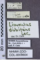 Etiketten zu Limonius dubitans (NHMW-ZOO-COL-0008604)